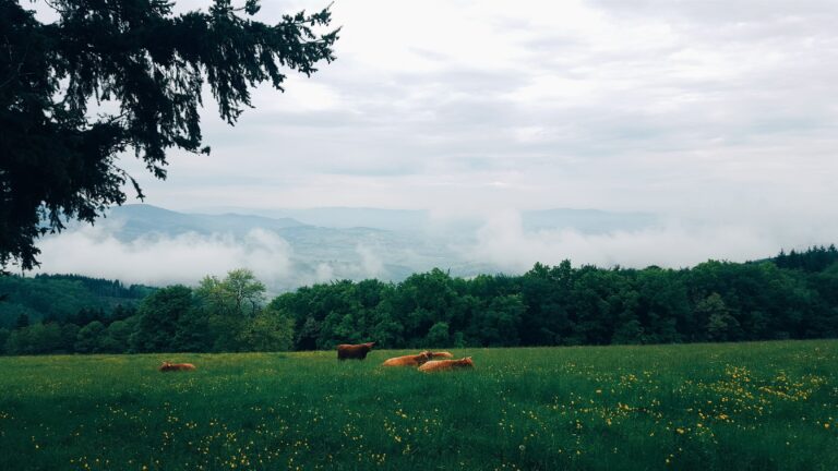 cows in a field rural landscape