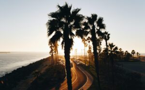 California Coastline and Palm Trees