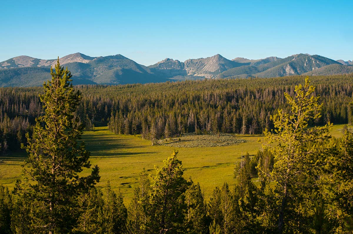 Montana Forest and Mountains